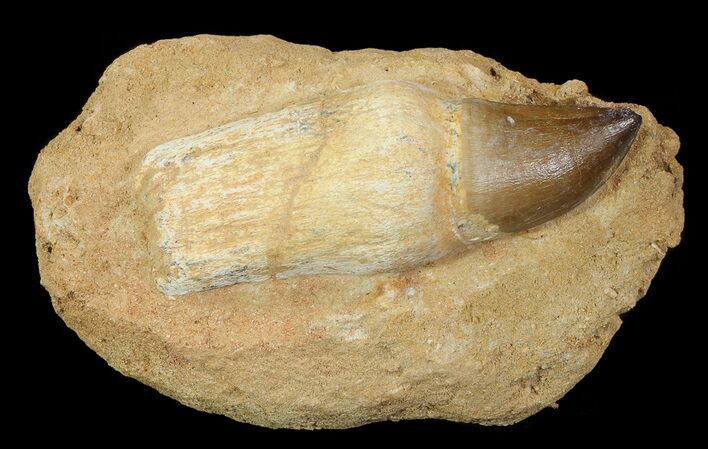 Mosasaur (Prognathodon) Rooted Tooth In Rock #66528